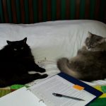 My editing cats